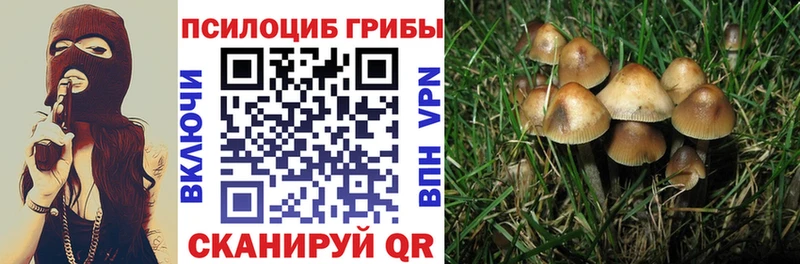 Купить где  Дмитровск  Галлюциногенные грибы Psilocybine cubensis 